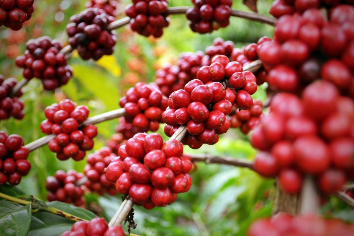 Quả cà phê Robusta chín 99% tại Nam Ban