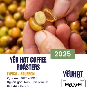 Nhân xanh Typica Yellow Bourbon