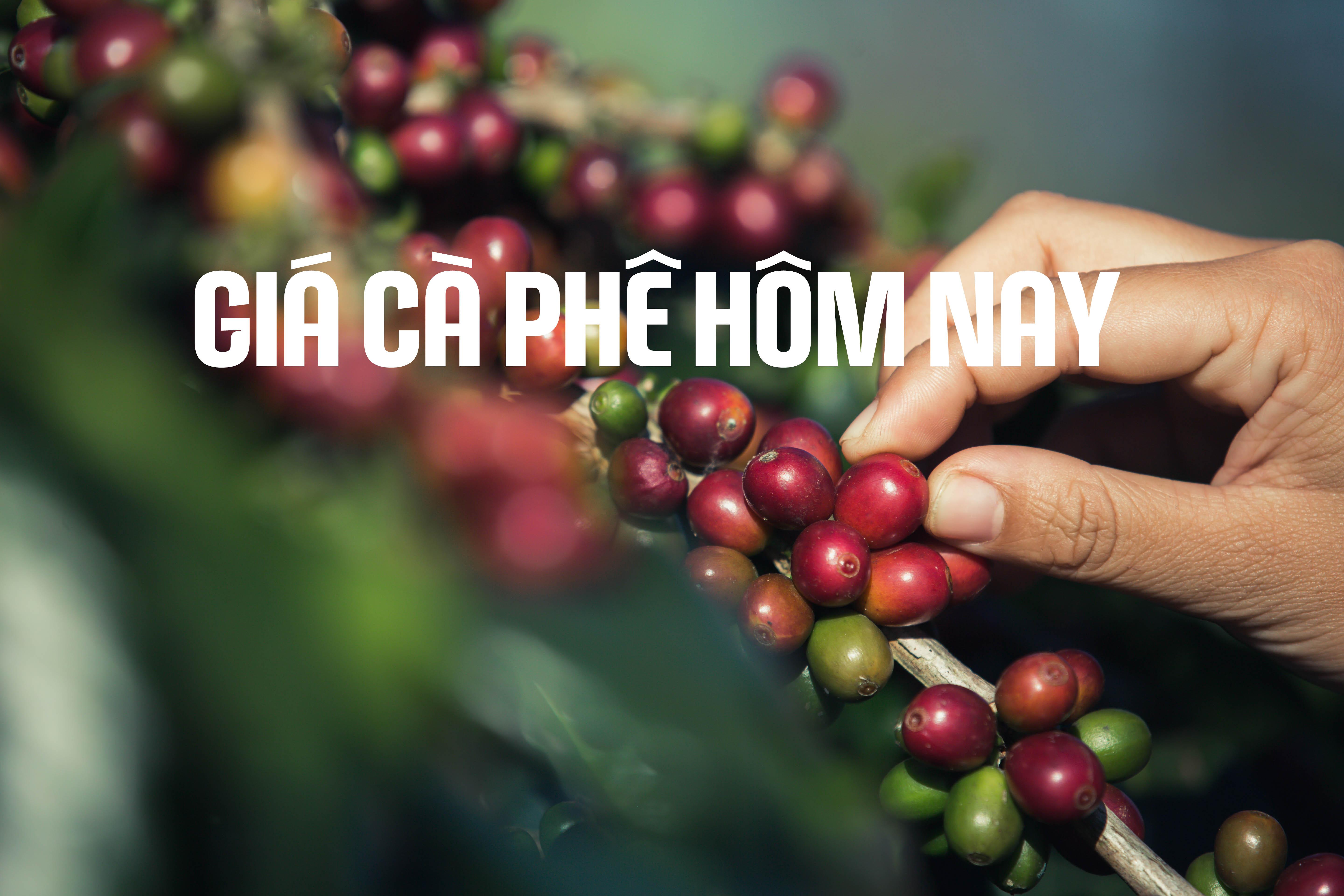 Giá cà phê hôm nay tại Việt Nam