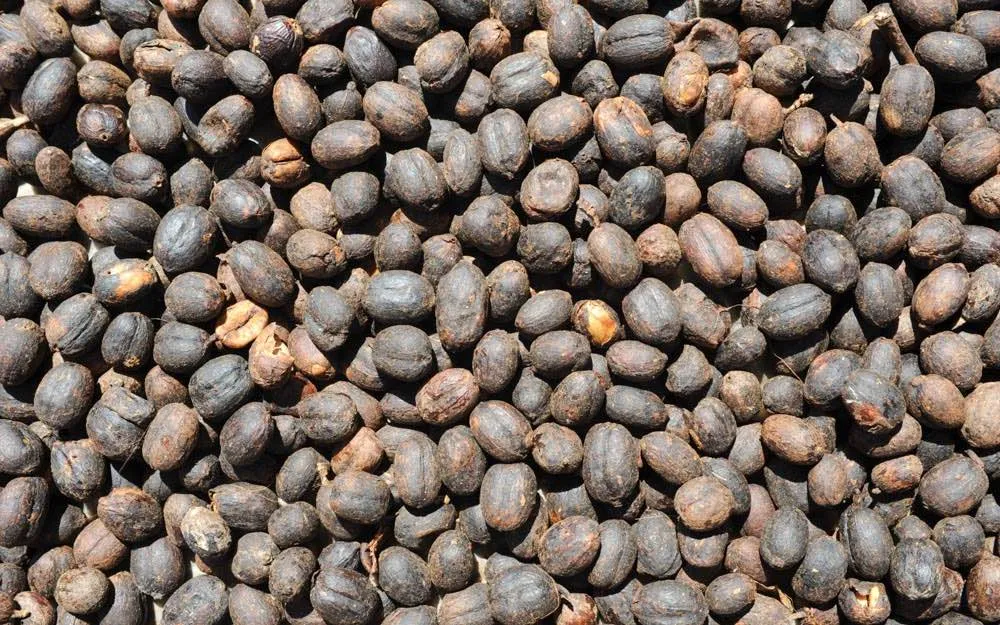 Cà phê chế biến Natural dùng cho Espresso