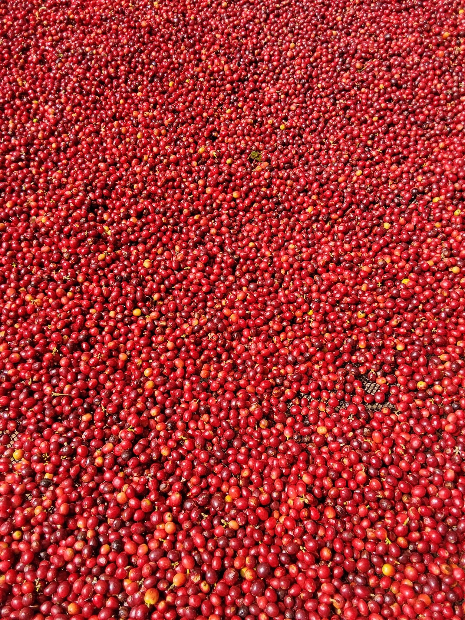 Thu hoạch cà phê chín