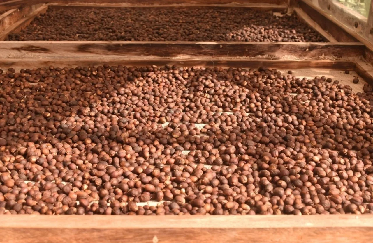 Natural coffee drying on raised beds