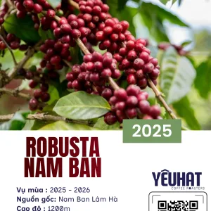 Robusta Nam Ban - Honey (Nhân xanh)