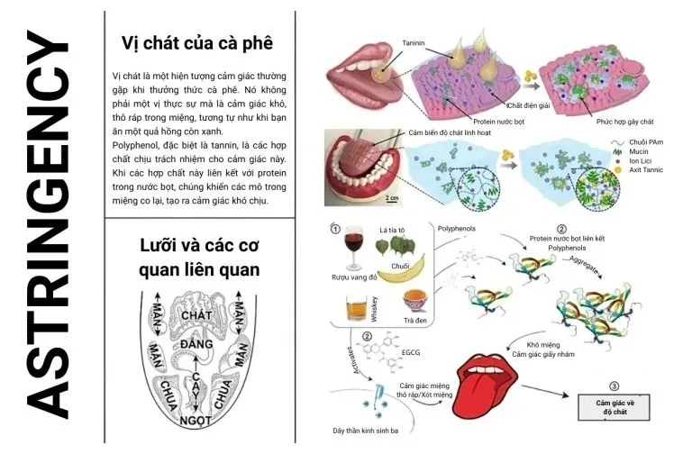 Infographic vị chát do rang cà phê, minh họa cảm giác se khô và tương tác giữa hợp chất phenolic với protein nước bọt