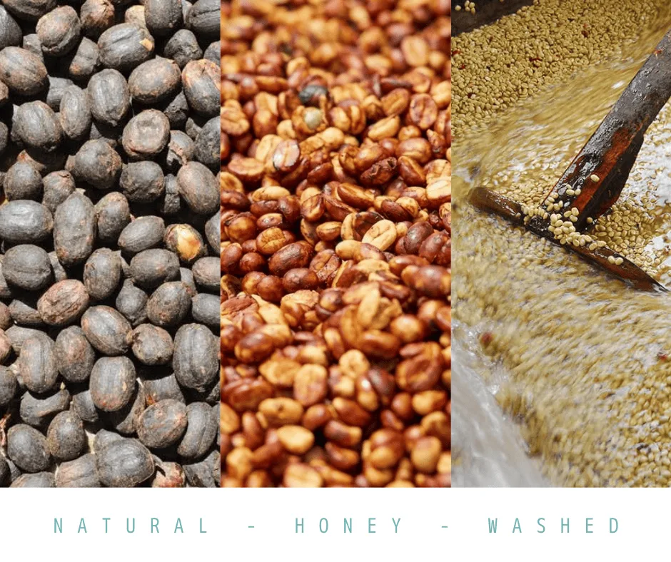 Coffee processing methods comparison