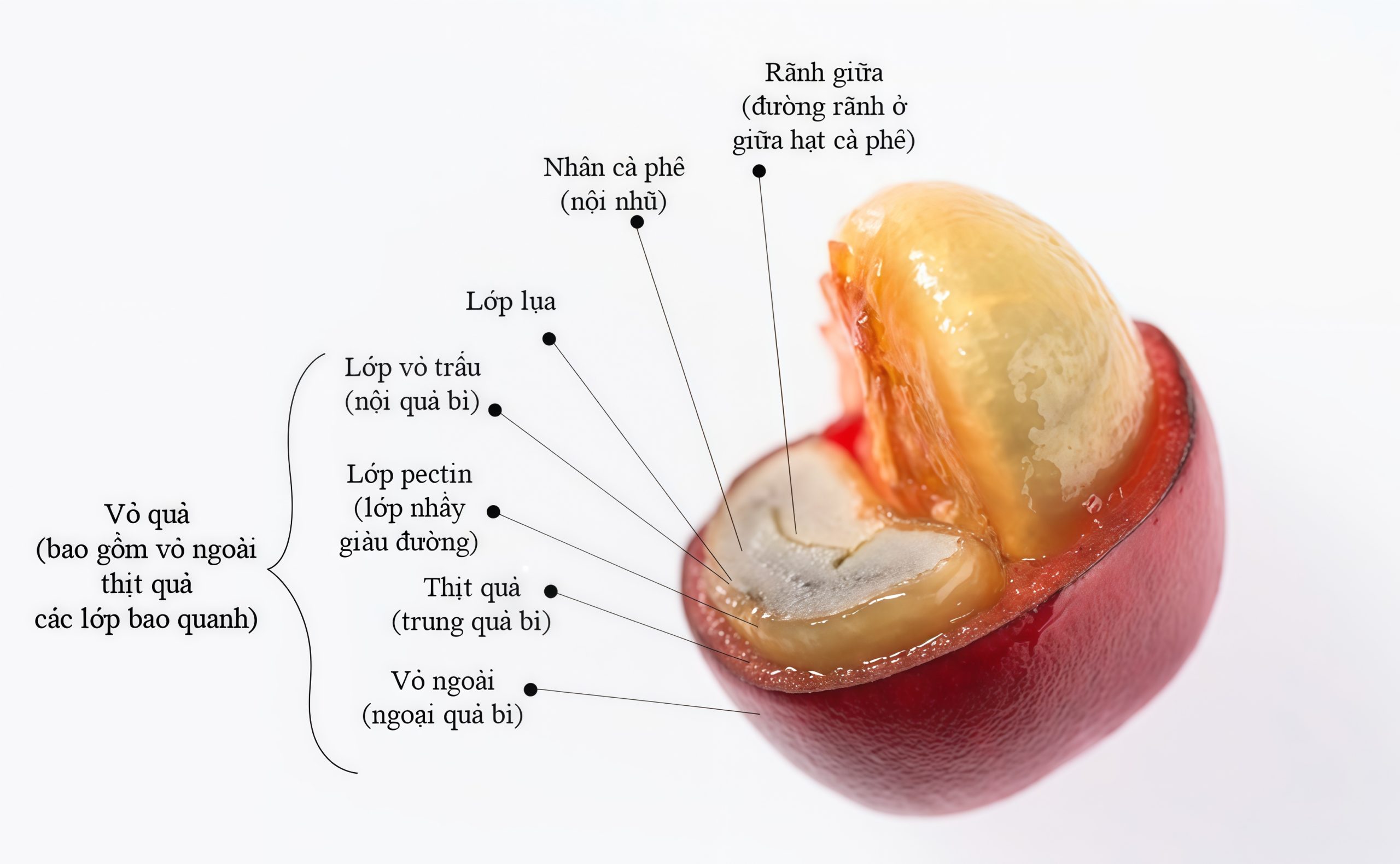 Coffee cherry cross section diagram