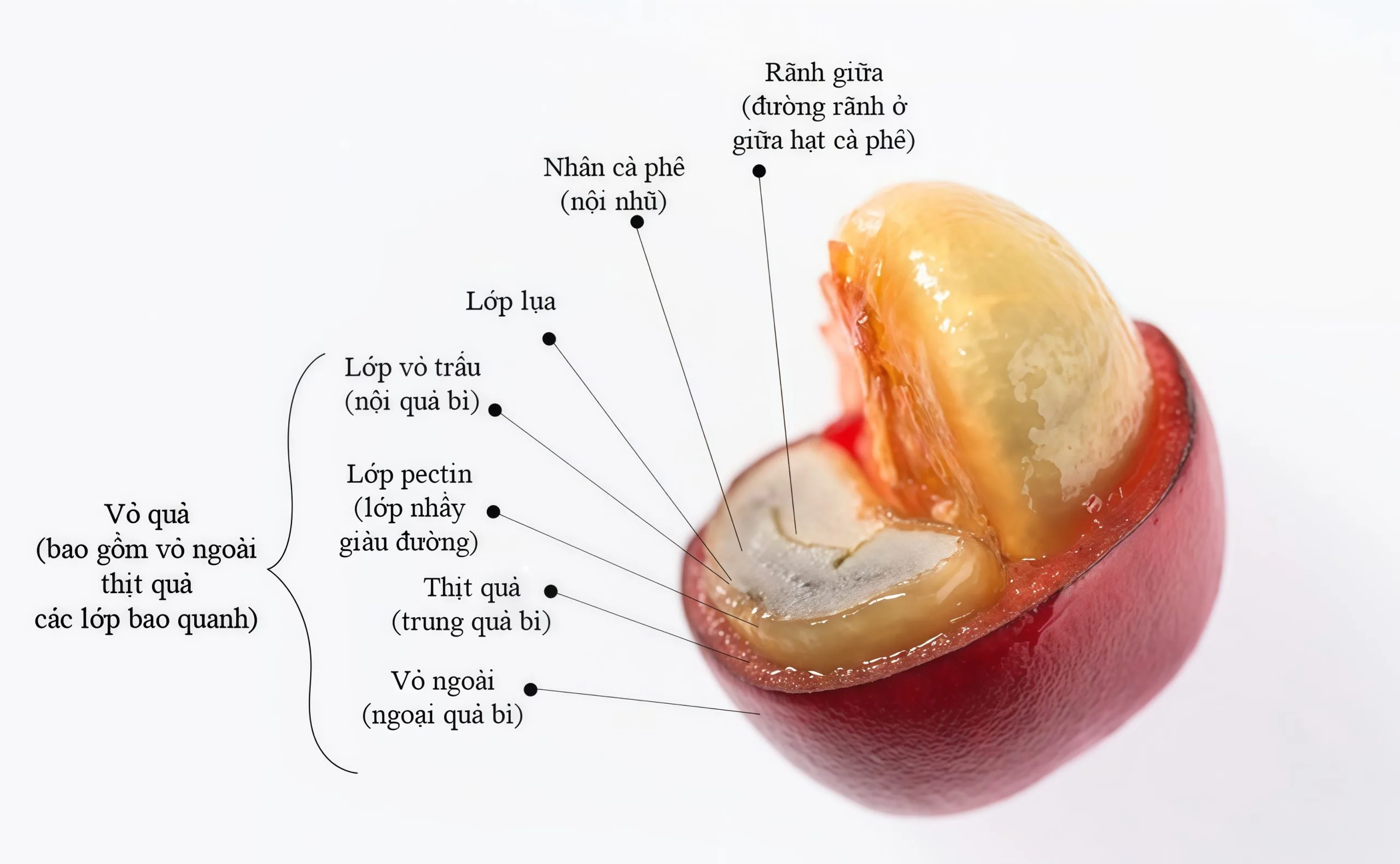 Coffee cherry cross section diagram