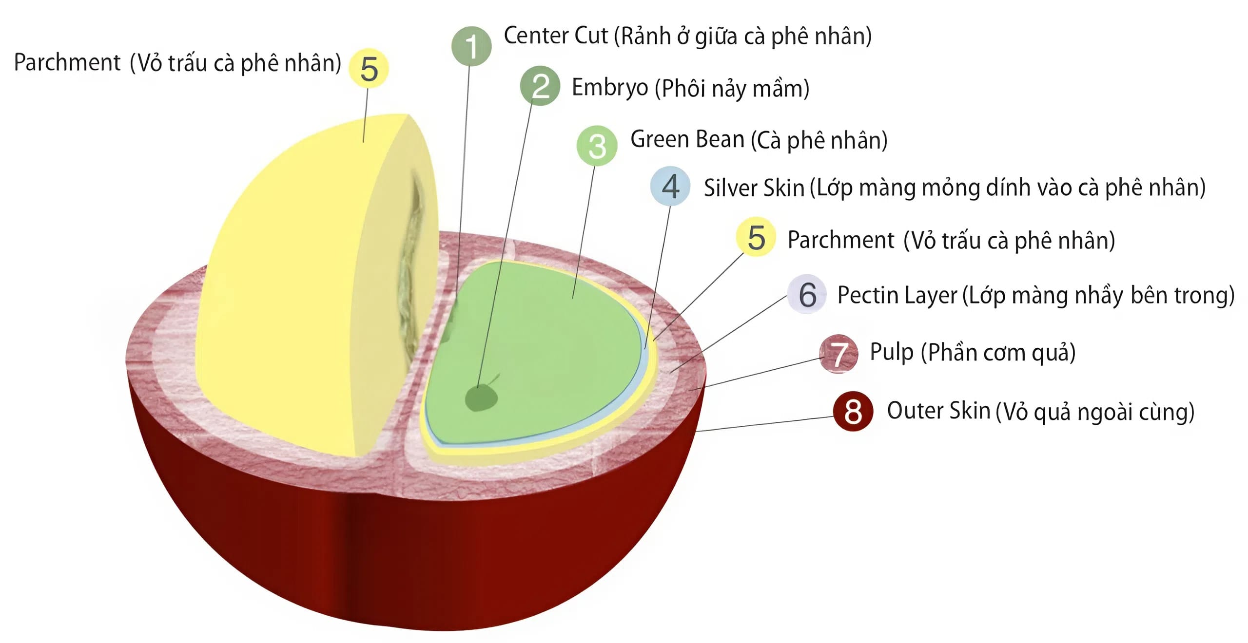 Sự thẩm thấu đường trong sơ chế cà phê Natural và cấu trúc quả cà phê