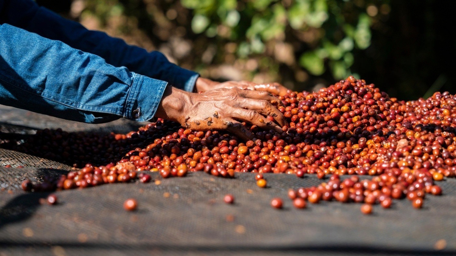 Phơi cà phê trên giàn