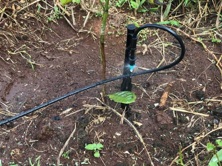 Kỹ thuật tưới phun mưa cục bộ