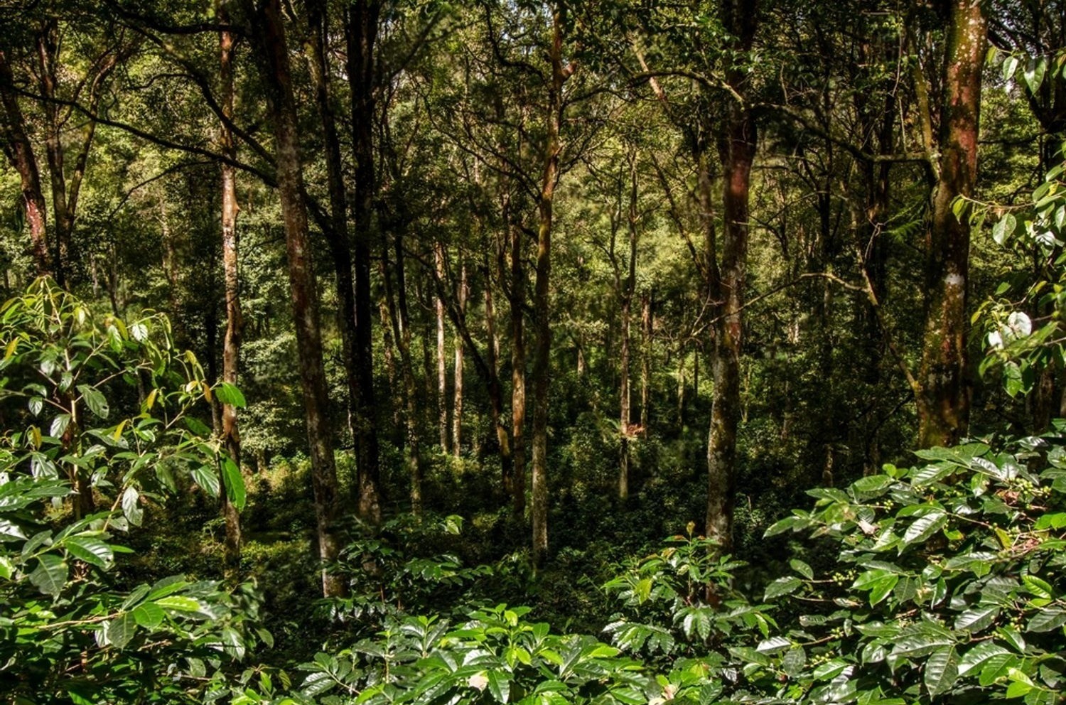 Mô hình vườn rừng cà phê