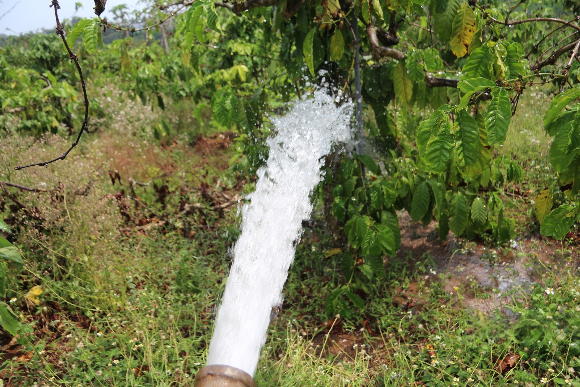 Kỹ thuật tưới dí gốc