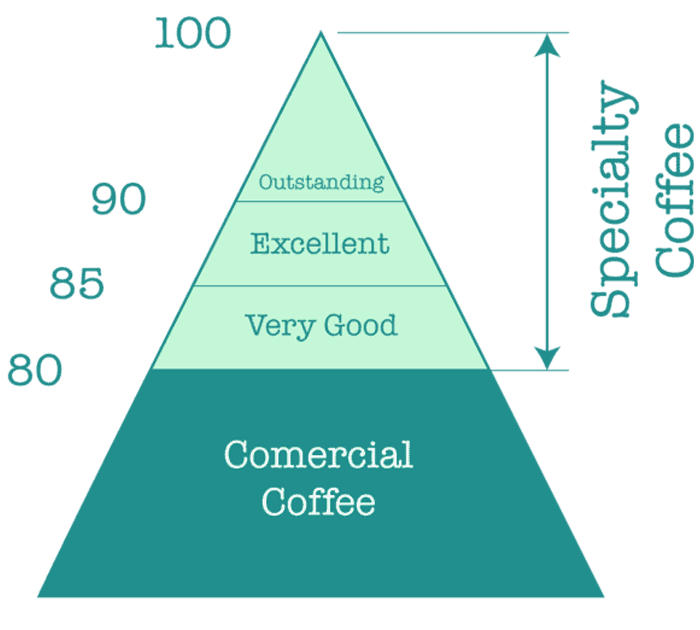 Specialty Coffee = ≥ 80 điểm
