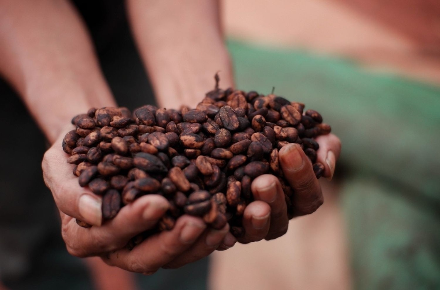Black Honey coffee processing