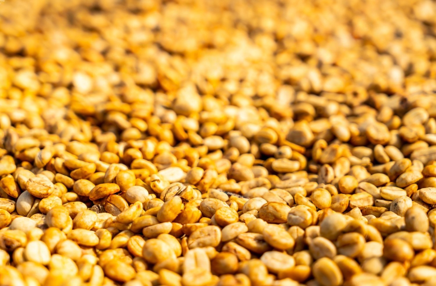 Yellow Honey coffee processing