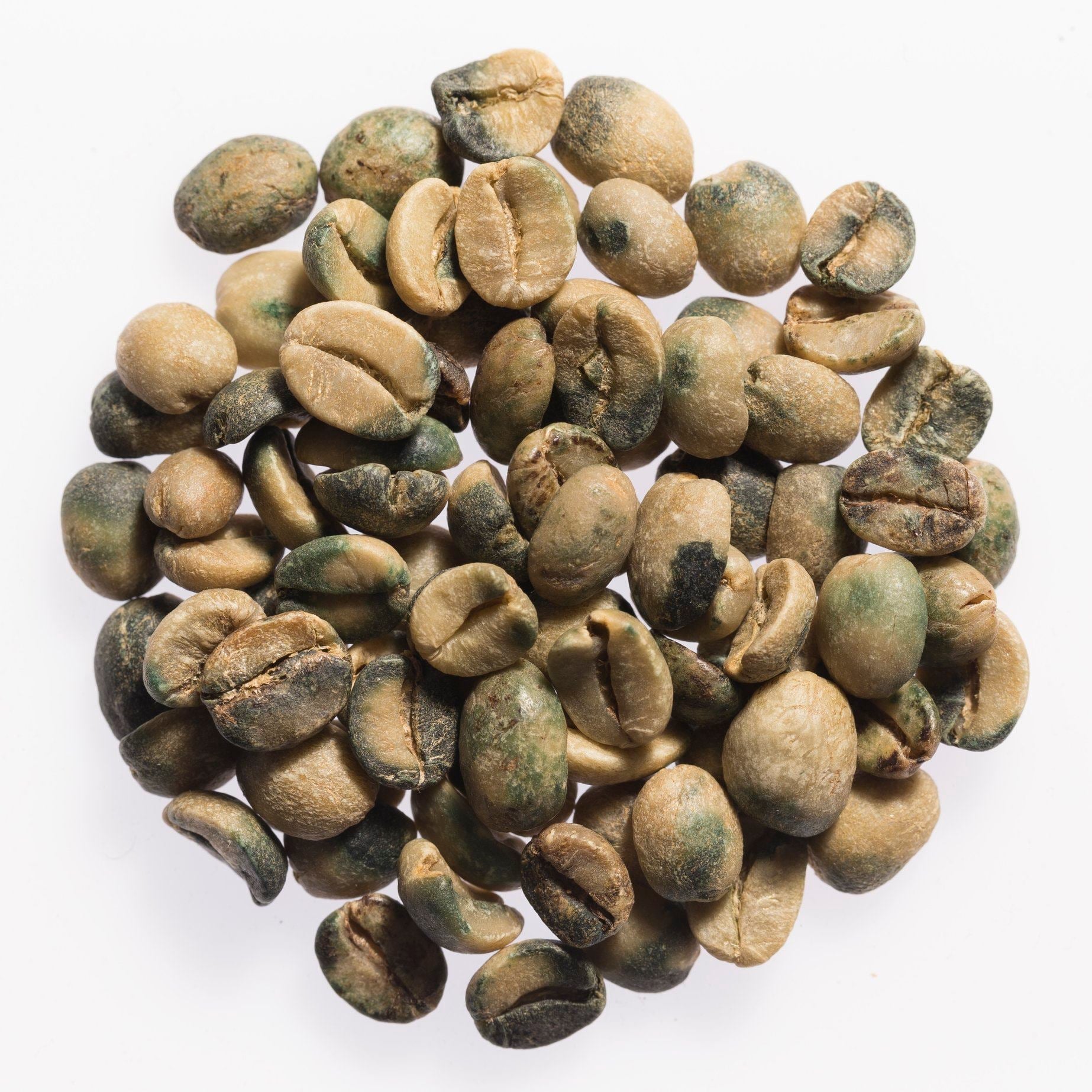 Hạt cà phê bị nhiễm nấm/mốc