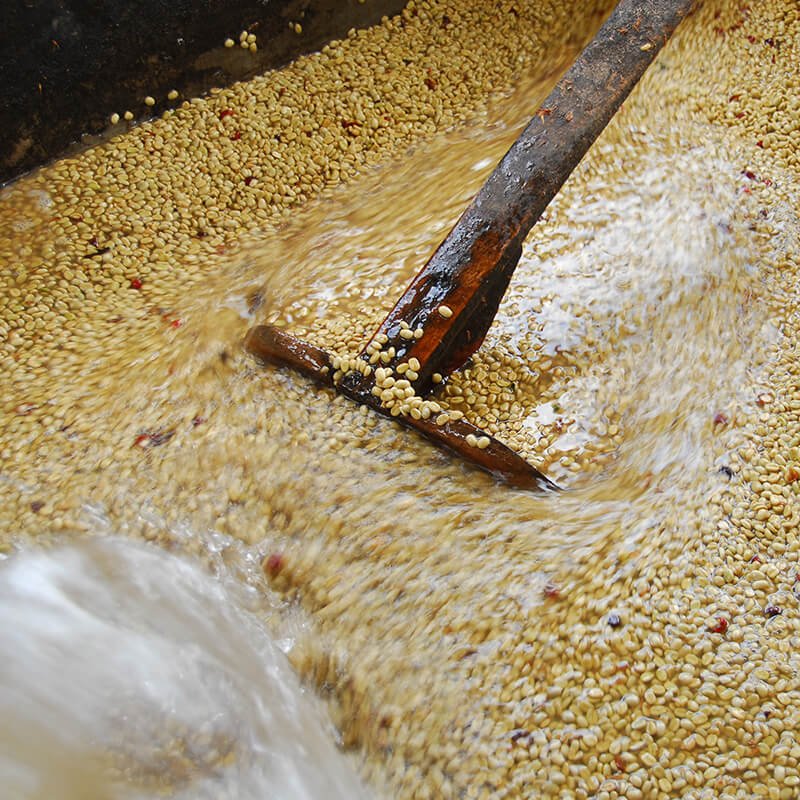 Washed coffee fermentation process