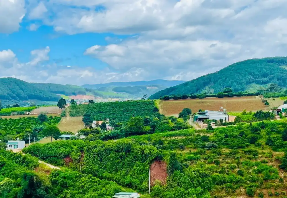 Cung cấp cà phê cho quán từ vùng nguyên liệu Nam Ban - Yêu Hạt Coffee Supply