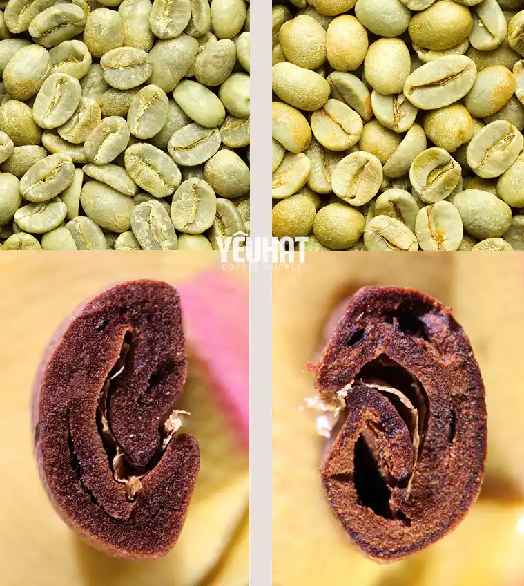 Cấu trúc hạt cà phê đặc và xốp