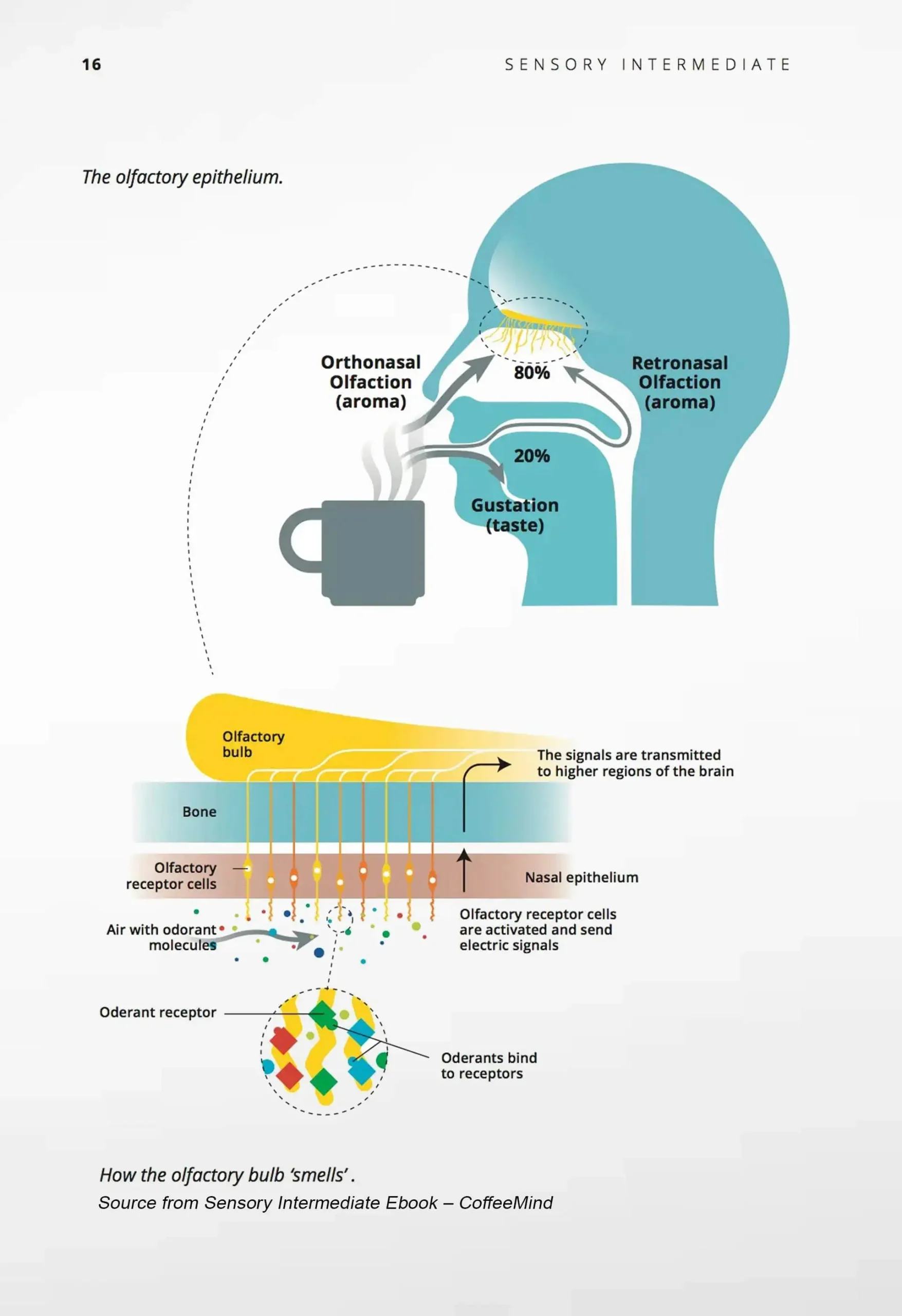 Cơ chế cảm nhận hương vị Retro-nasal