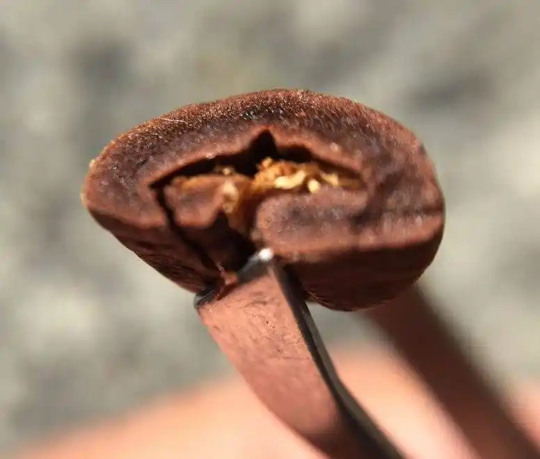 Mặt cắt ngang của hạt cà phê sau khi rang.