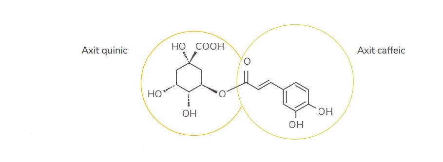 Phân hủy axit chlorogenic trong cà phê