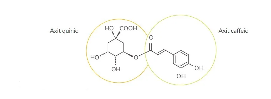 Cấu trúc acid caffeoylquinic gồm phần acid quinic và acid caffeic