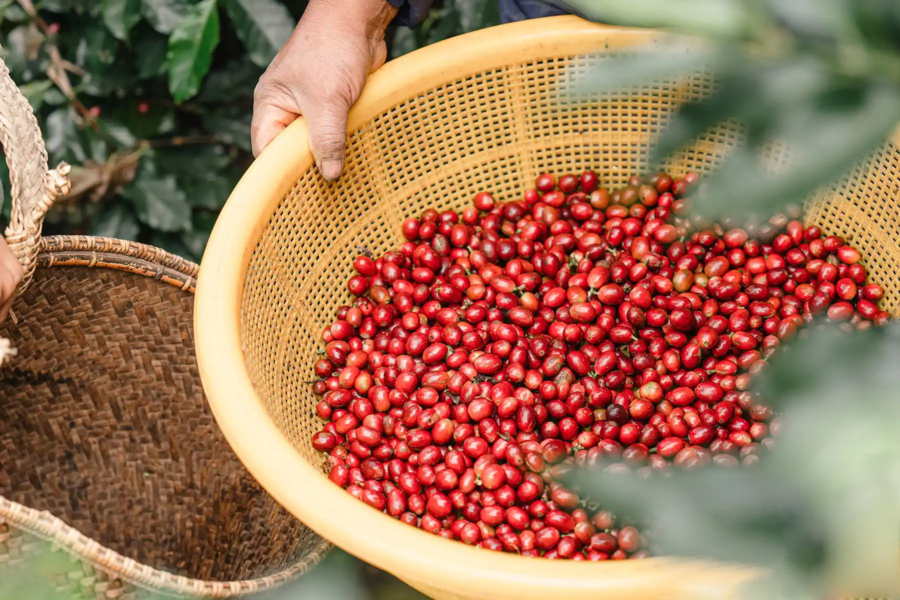 Nông dân thu hoạch cà phê phát triển bền vững