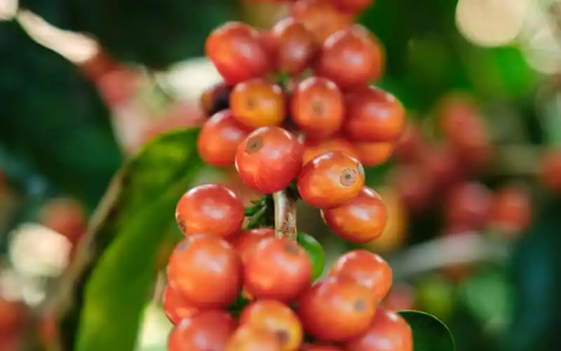 Quả Pink Bourbon và quy trình kiểm tra DNA giống cà phê