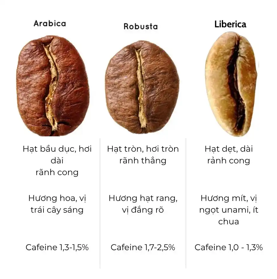 So sánh cây và hạt cà phê Arabica, Robusta và Liberica